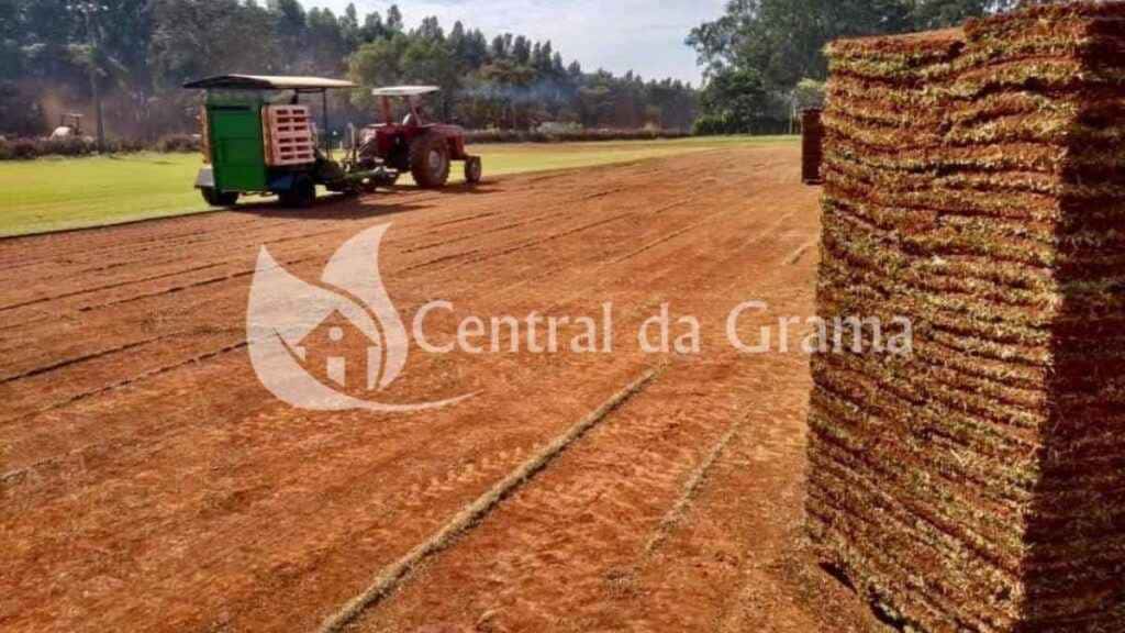 Qual tipo de grama não precisa de muita manutenção? Qual tipo de grama não precisa de muita manutenção