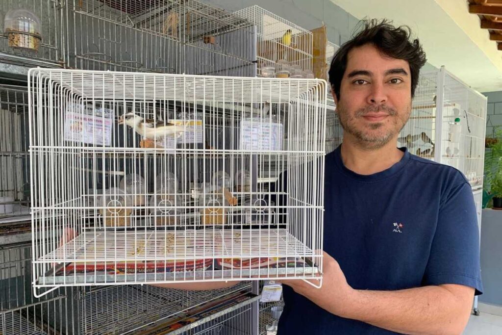 Canário Timbrado Espanhol Original. Técnicas de Manejo para Melhorar o Canto Canário Timbrado Espanhol Original. Técnicas de Manejo para Melhorar o Canto